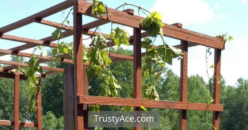 Trellis Ideas Grapes