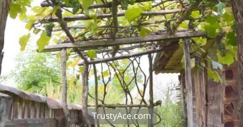 Trellis Ideas For Grapes