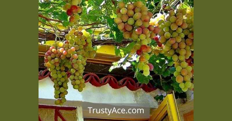 Grape Trellis Ideas