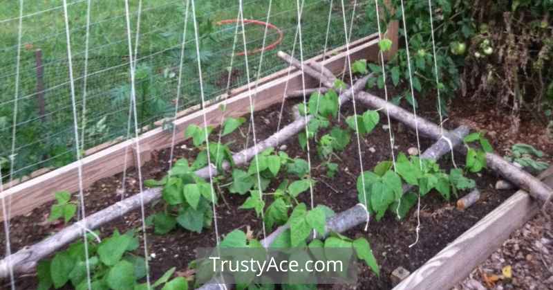 Trellis Ideas Green Bean