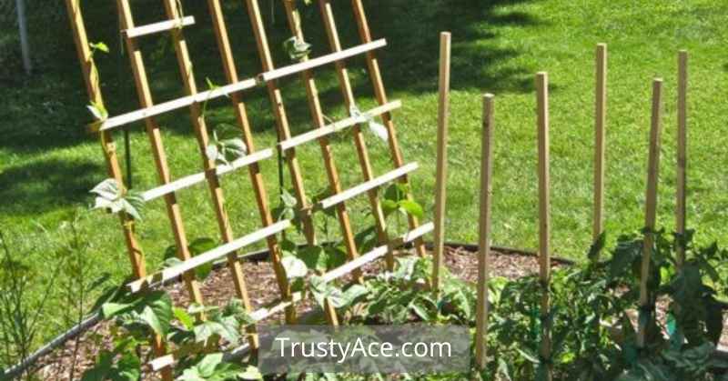 Green Bean Trellis Ideas