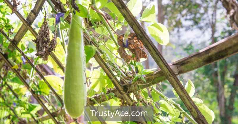 Zucchini Trellis Ideas