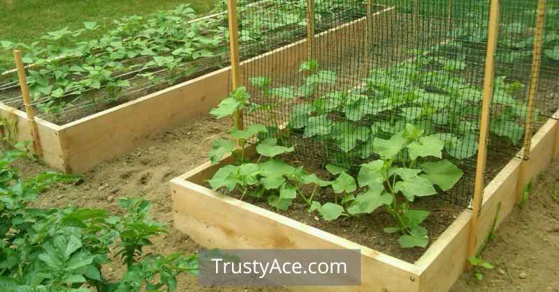 Trellis Ideas For Zucchini