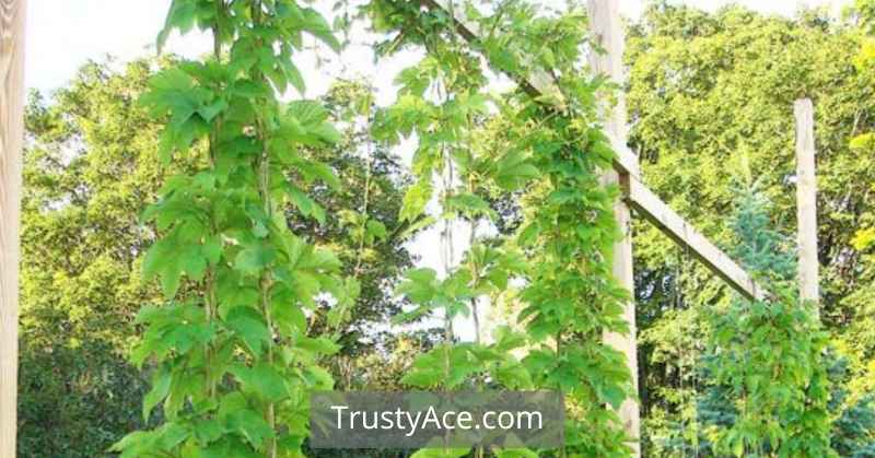 Hops Trellis Ideas