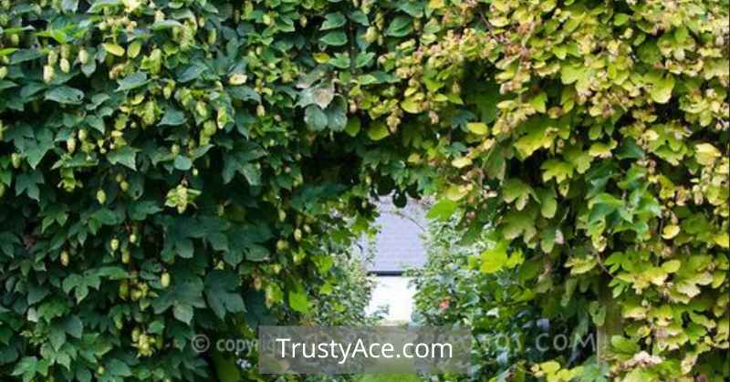 Hop Trellis Ideas