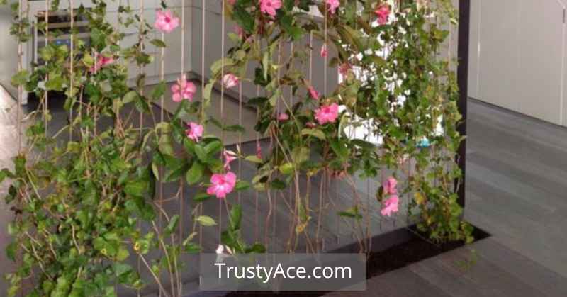 House Plant Trellis Ideas