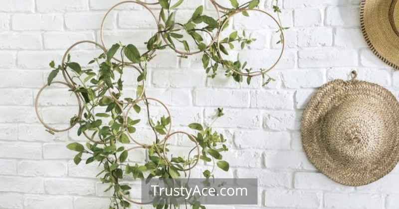 Plant Trellis Ideas