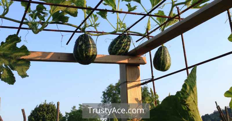 Pumpkin Trellis Ideas