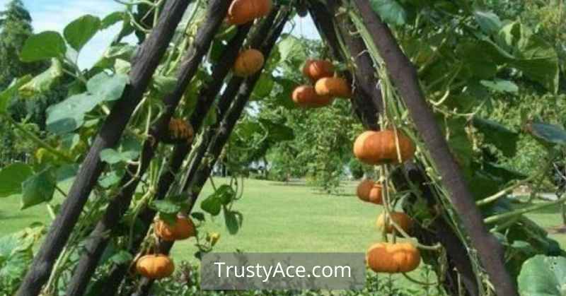 Trellis Ideas Pumpkin