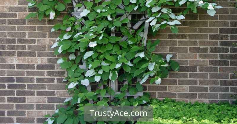 Trellis Ideas For Kiwi Vine