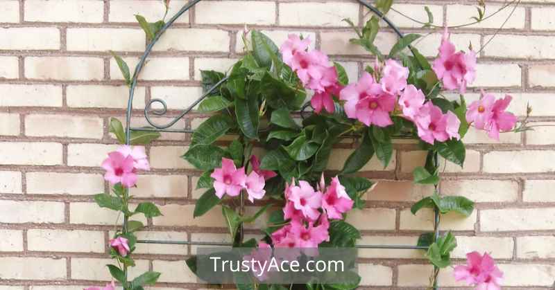 Mandevilla Trellis Ideas