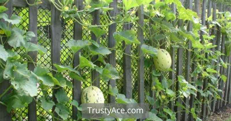 Watermelon Trellis Ideas