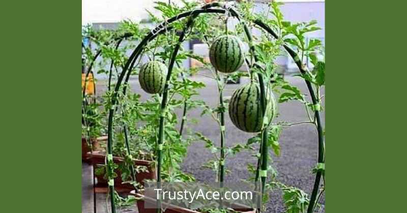 Trellis Ideas For Watermelon