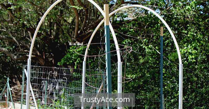 Trellis ideas DIY