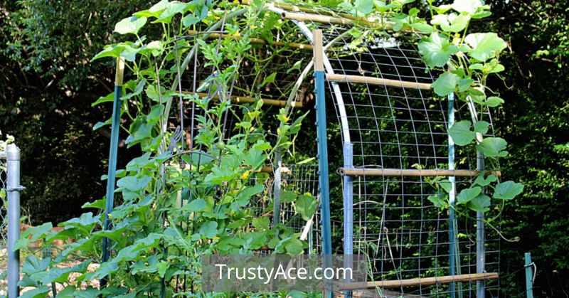 DIY Trellis Ideas