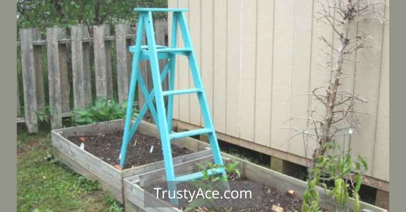 Trellis Ideas For Pea