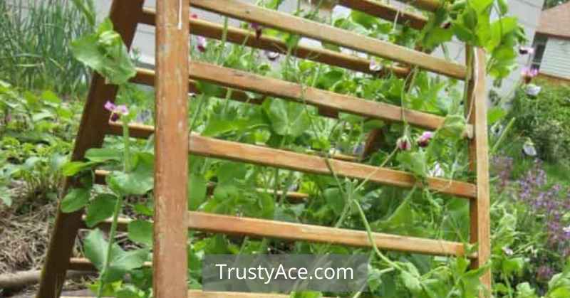 Pea Trellis Ideas