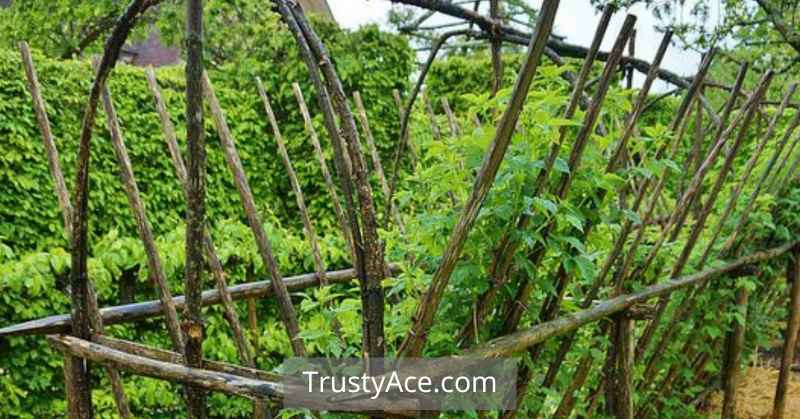 Raspberry Trellis Ideas