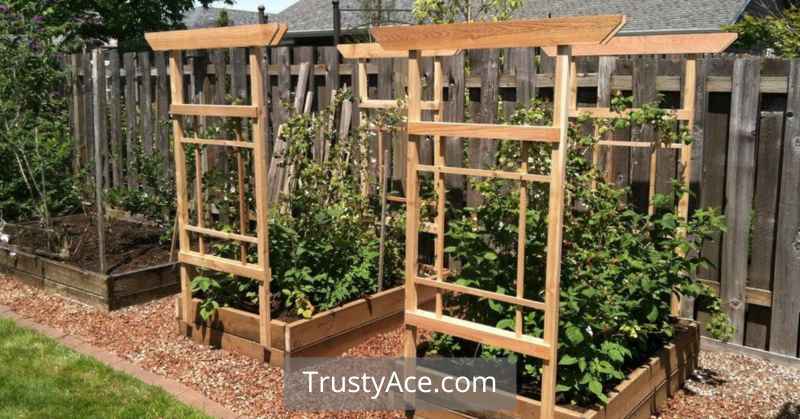 Trellis Ideas Raspberry