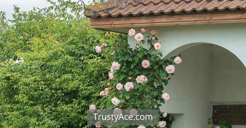 Flower Trellis Ideas