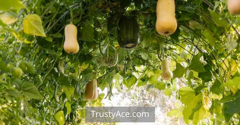 Squash Trellis Ideas