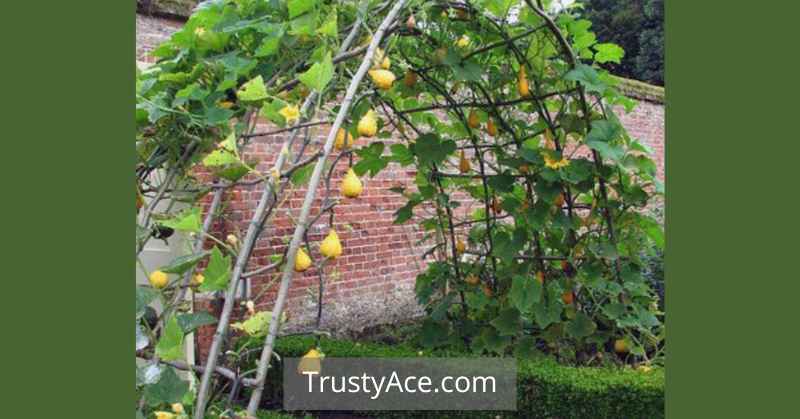 Trellis Ideas For Squash