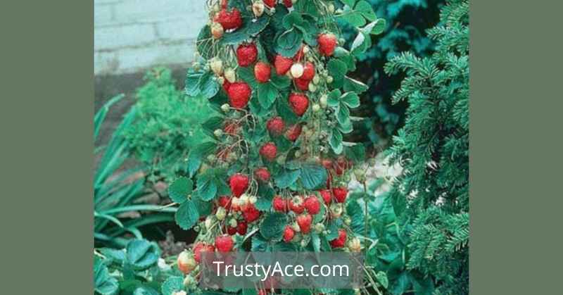 Strawberry Trellis Ideas