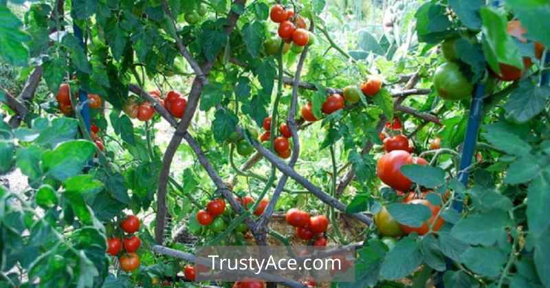 Tomato Trellis Ideas