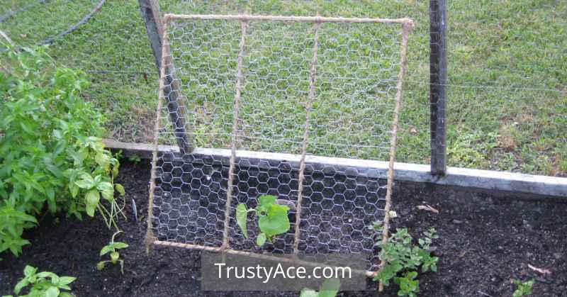 Trellis Ideas For Cucumbers