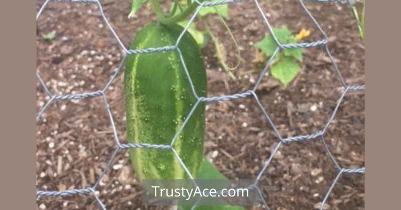 Trellis Ideas For Cucumbers Out Of Chicken Wire