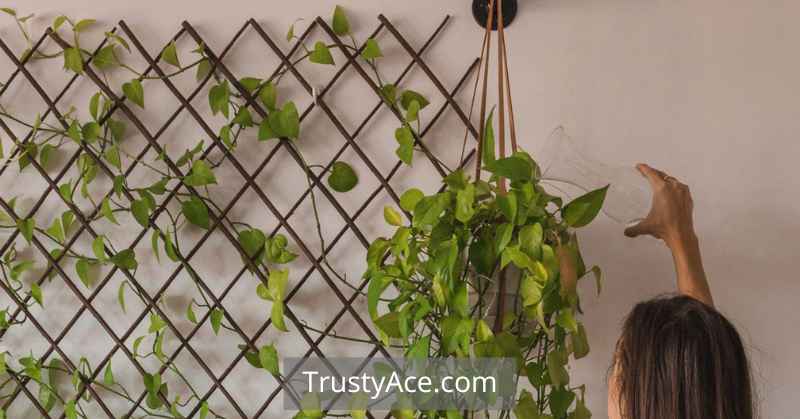 Potted Plants Trellis Ideas