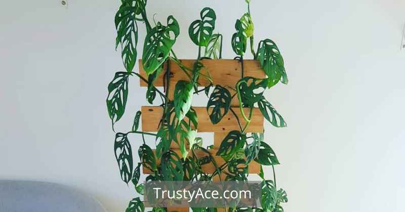 Trellis Ideas For Potted Plants