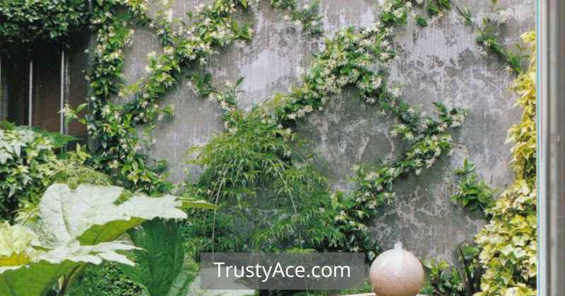 Vine Trellis Ideas