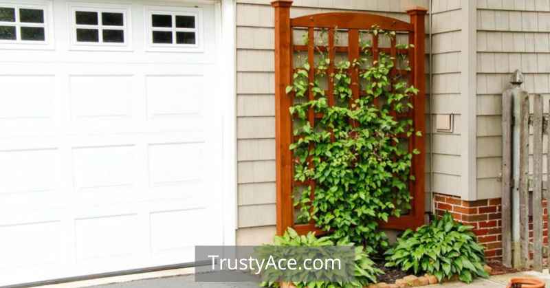 Trellis Ideas For Climbing Plants