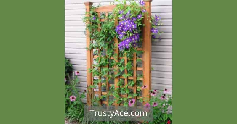 Climbing Plant Trellis Ideas