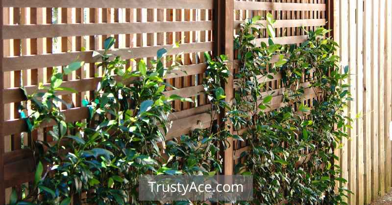 Trellis Ideas Privacy