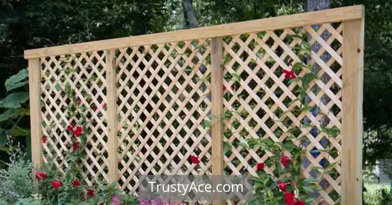 Trellis Ideas For Privacy