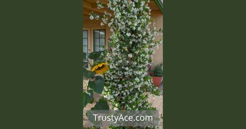 Star Jasmine Trellis Ideas