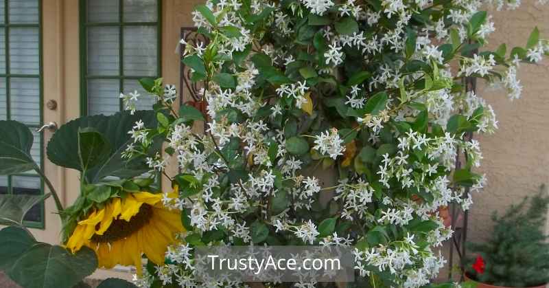 Trellis Ideas Star Jasmine