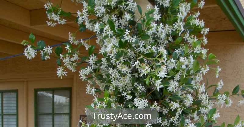 Trellis Ideas For Star Jasmine