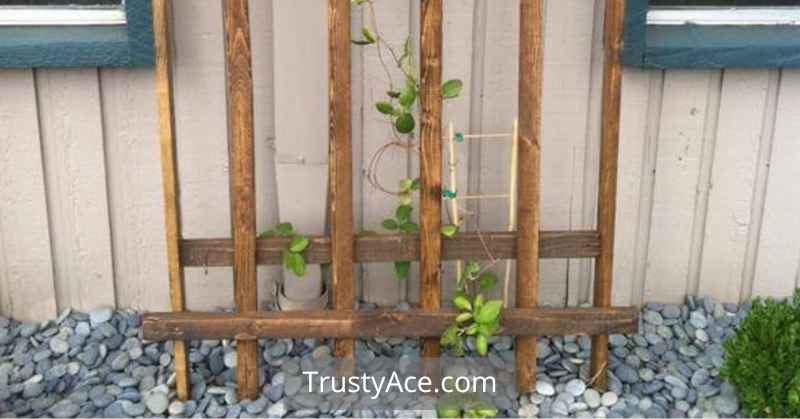 Pallet Trellis Ideas