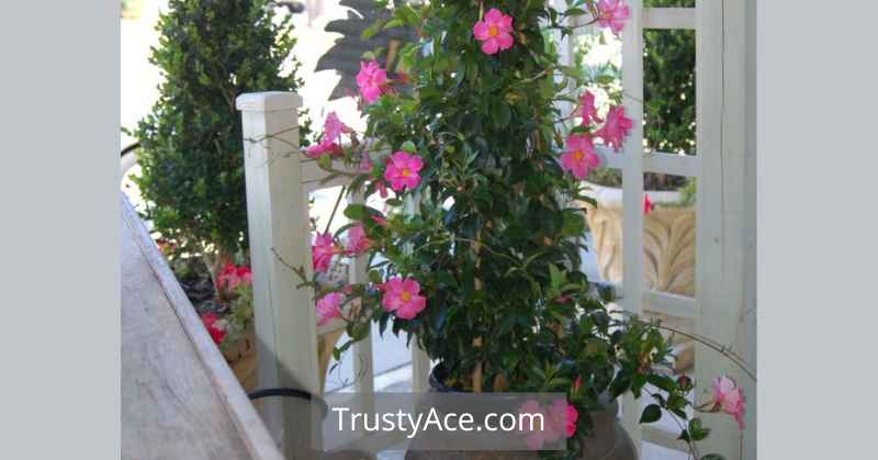 Trellis Planter Boxes With Mandevilla Ideas