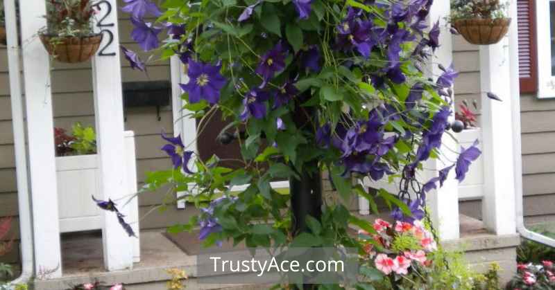 Trellis Ideas With. Poles