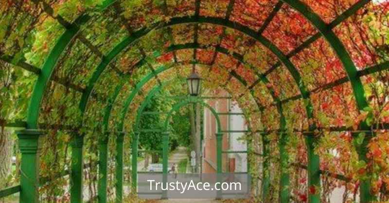 Garden Ideas Trellis Tunnel