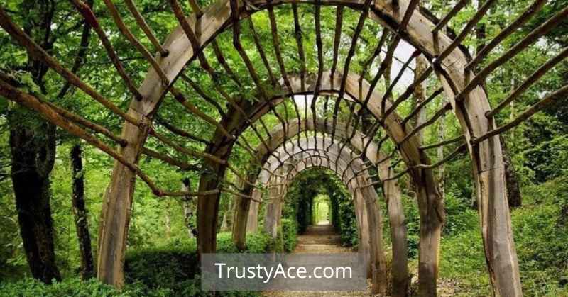 Trellis Tunnel Garden Ideas