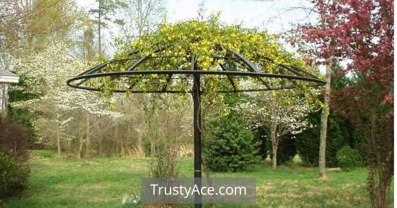 Trellis Ideas Umbrella