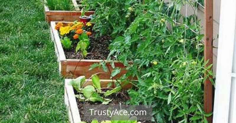 Trellis Ideas For Vegetables