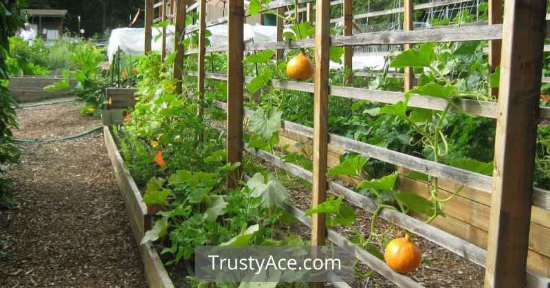 Vegetable Trellis Ideas