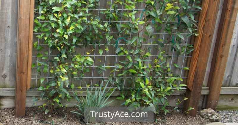 Wire Trellis Ideas