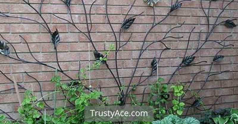 Trellis Ideas Wrought Iron